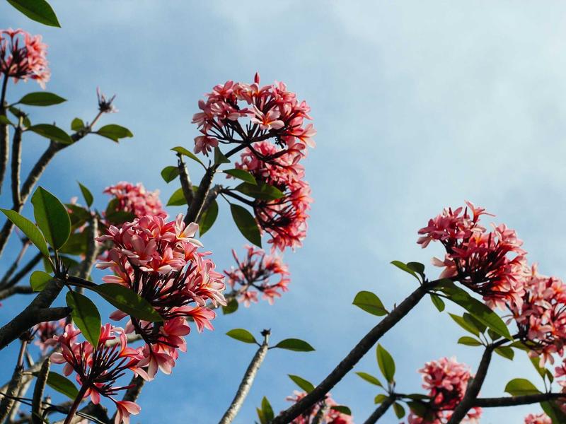 Teenuse illustratsioon