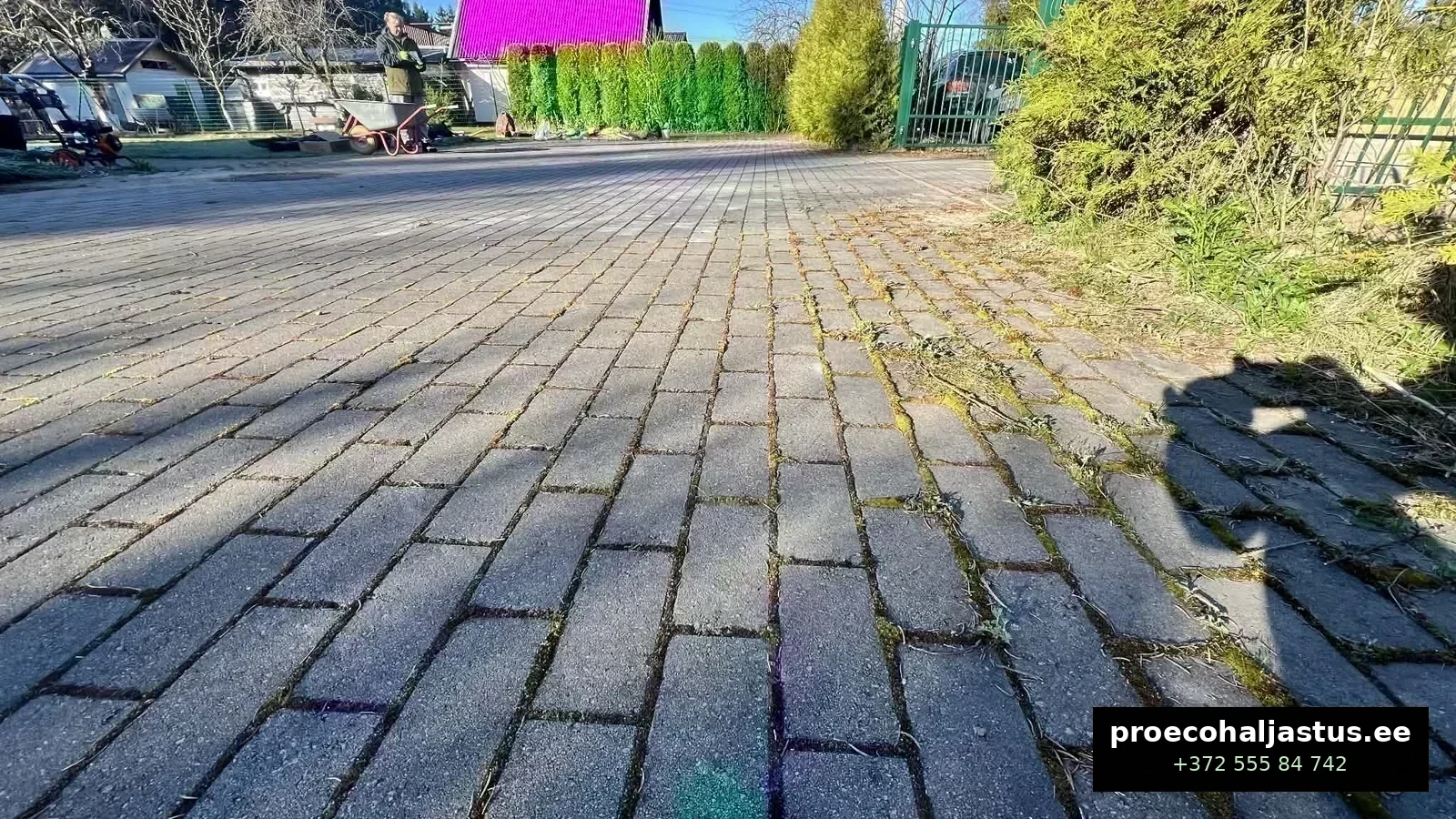 Enne &mdash; sammal ja umbrohi vuukides